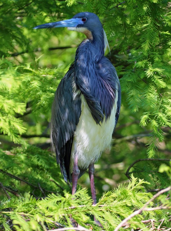 Little Blue Heron for card