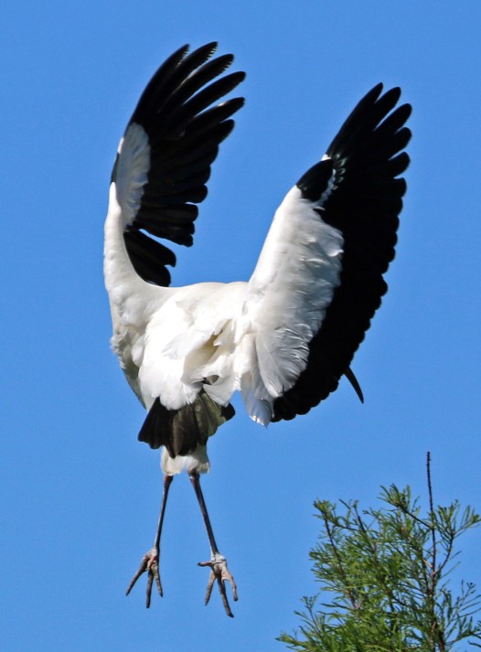 IMG_2176mother cropped-cropped again-photo ratio v3-for card