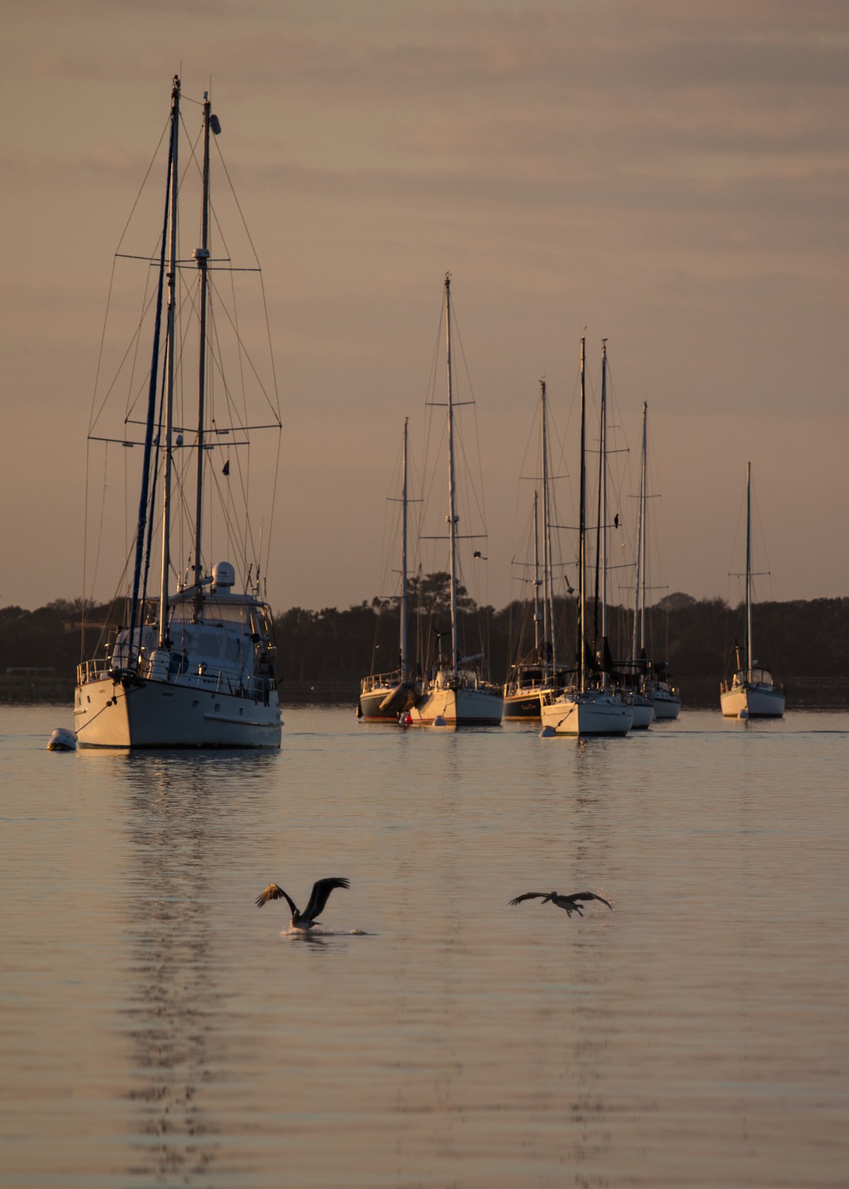 0P1A0454-motherRAW with 0451 landing pelicanscropped5x7