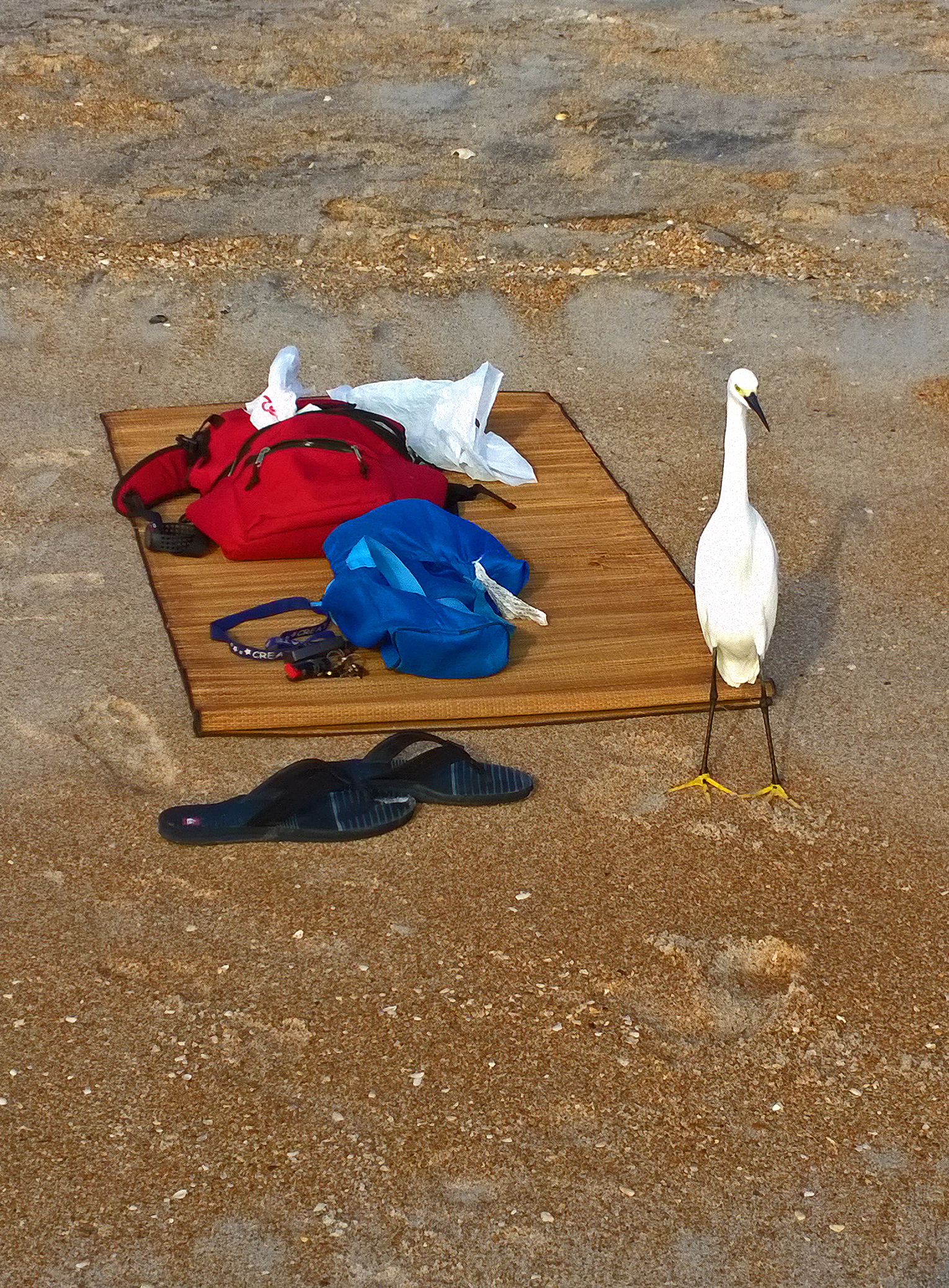 Egret-motherJPEG1-cropped for card